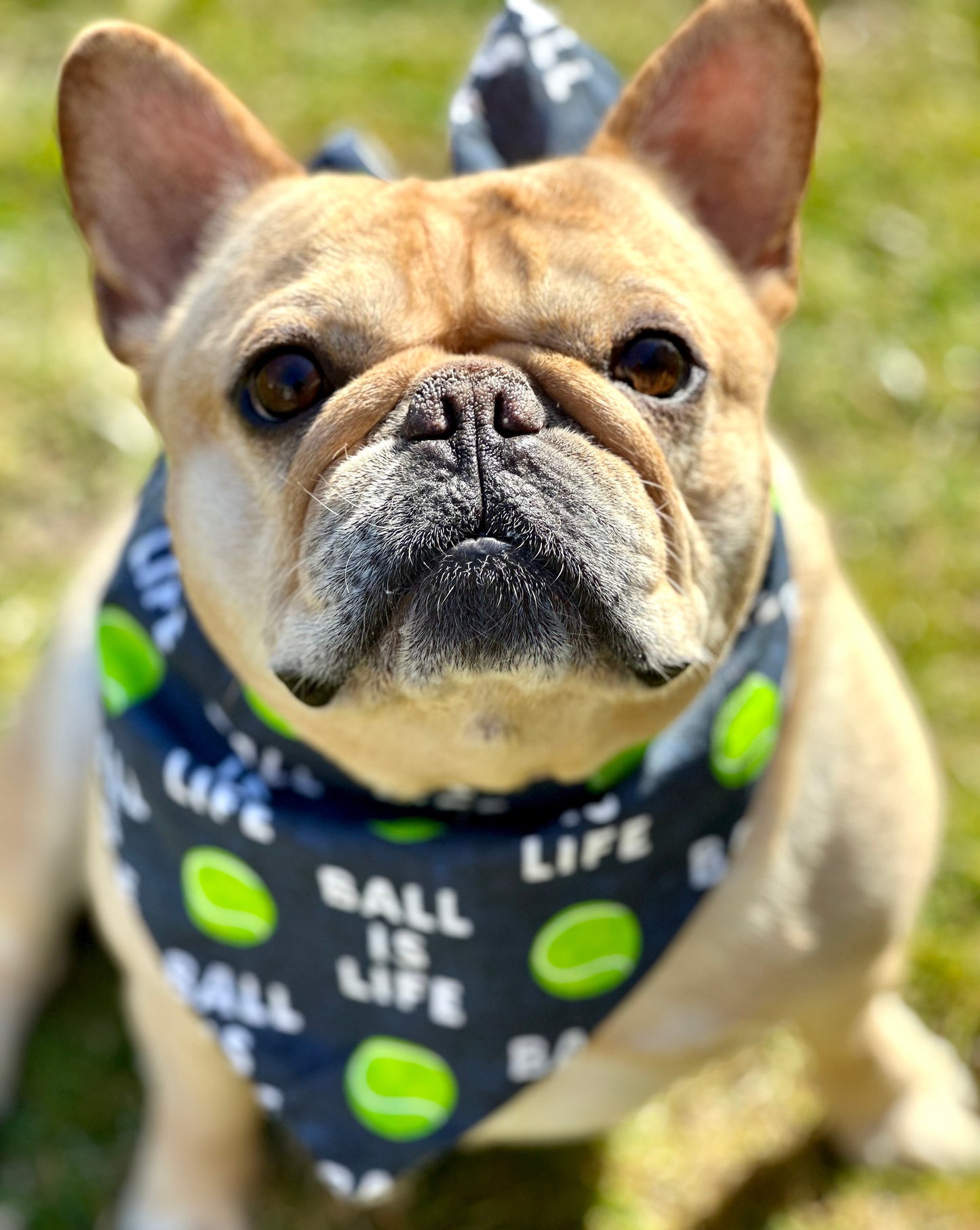 Tennis Ball Dog Bandana