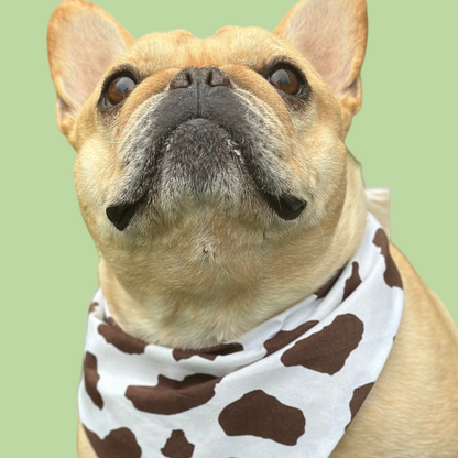 Dog wearing a cow print bandana with a grassy background