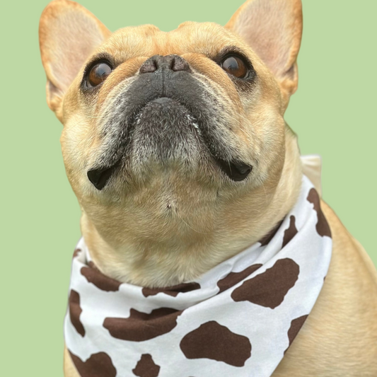 Dog wearing a cow print bandana with a grassy background