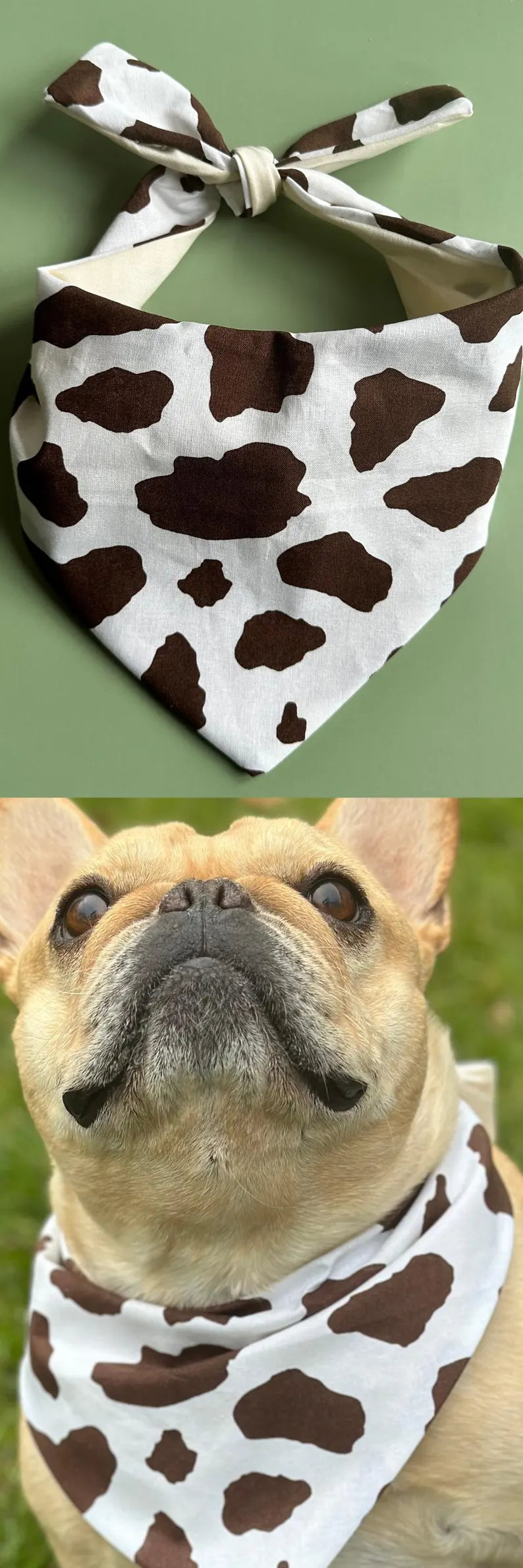 Dog wearing a cow print bandana with a green background